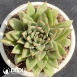 Echeveria Protrusion Maria