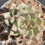 Echeveria Snow Mountain Jenny