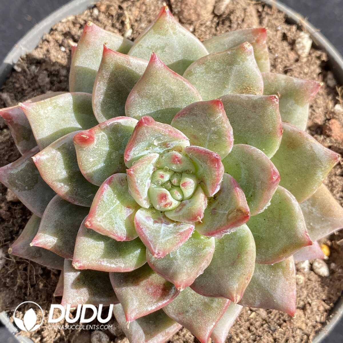 e201-283.jpg Echeveria Snow Mountain Jenny - Image 1