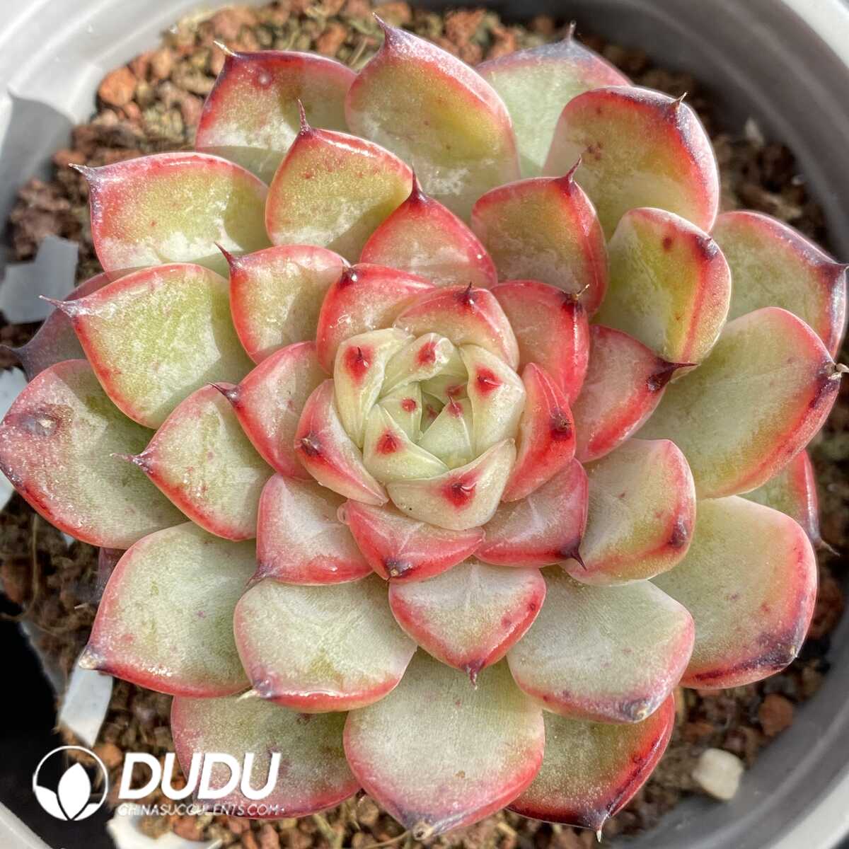 e201-284.jpg Echeveria Star Jenny - Image 1