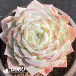 Echeveria Pink Love