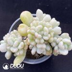 Echeveria Bill Gates Cluster