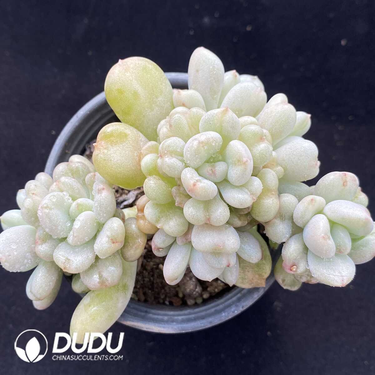 e201-286.jpg Echeveria Bill Gates Cluster - Image 1