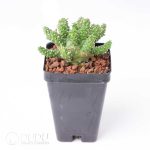 Euphorbia gamkaensis