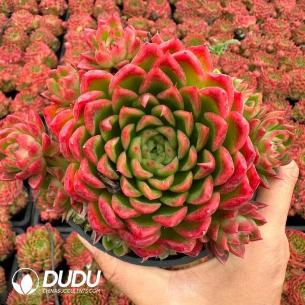 e201-29.jpg Echeveria Phoenix Dance Clustering - Image 1