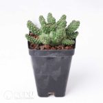 Euphorbia gamkaensis