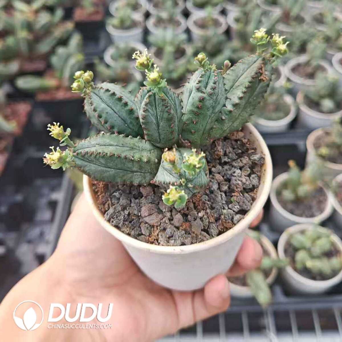 e201-291.jpg Euphorbia tubiglans - Image 1