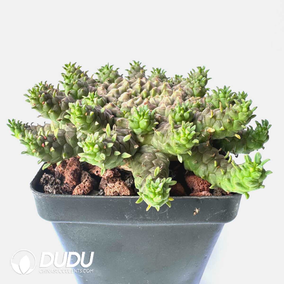 e201-292.jpg Euphorbia gorgonis - Image 1