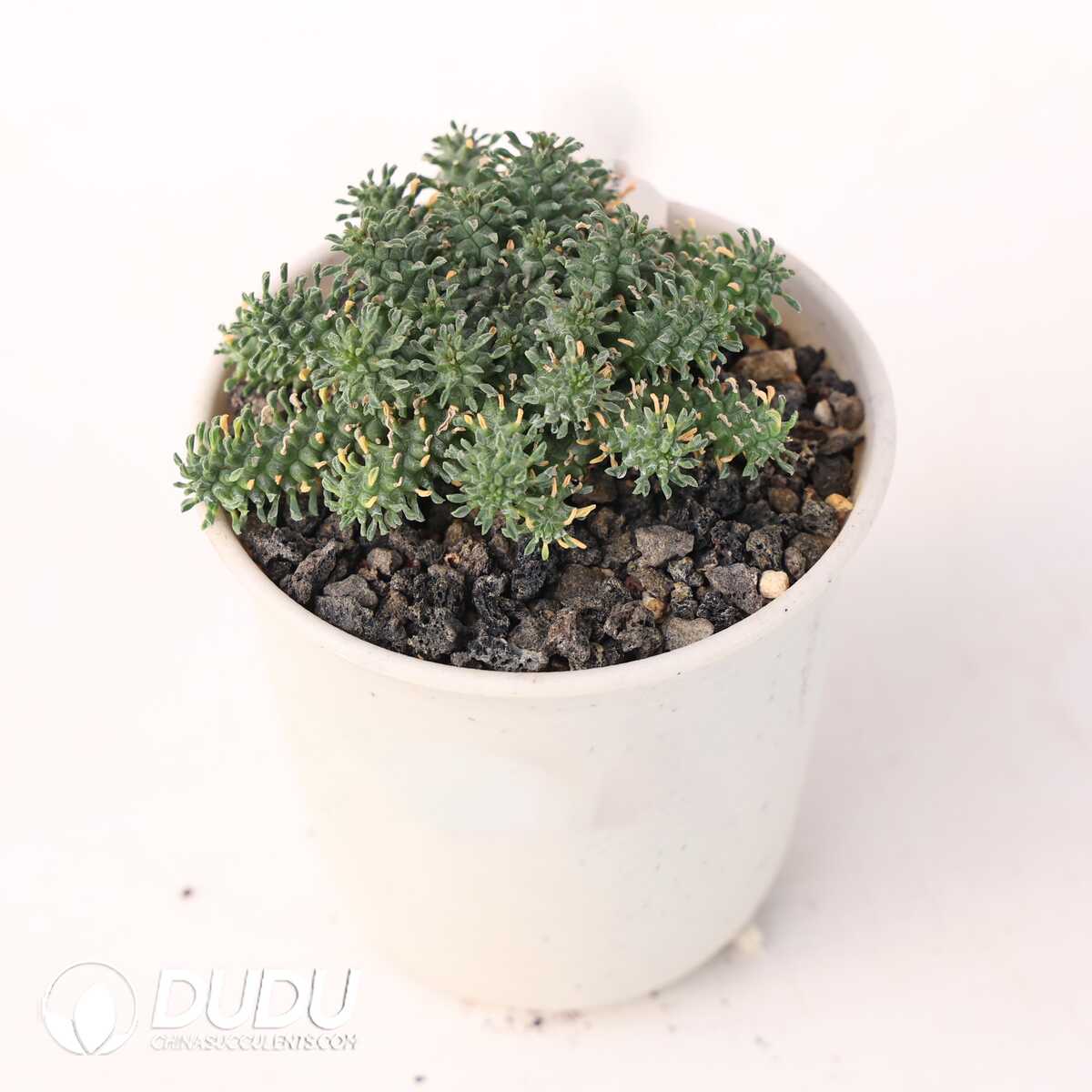 e201-293.jpg Euphorbia atroviridis - Image 1