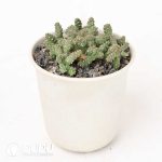 Euphorbia brevirama