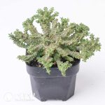 Euphorbia brevirama