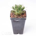 Euphorbia astrophora