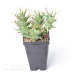 Euphorbia tortirama R.A.Dyer