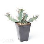 Euphorbia clavigera var. (blue)