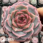 Echeveria Sugar-filled Biscuits
