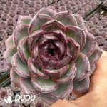 Echeveria Xuan Cheng