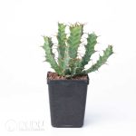Euphorbia persistens