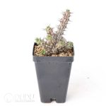 Euphorbia corniculata