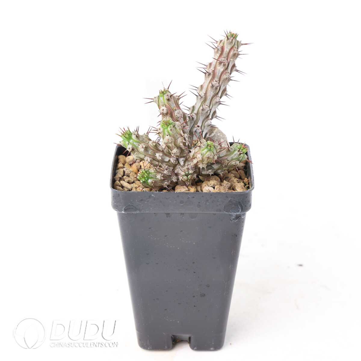 e201-302.jpg Euphorbia corniculata - Image 1