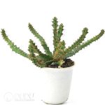 Euphorbia micracantha