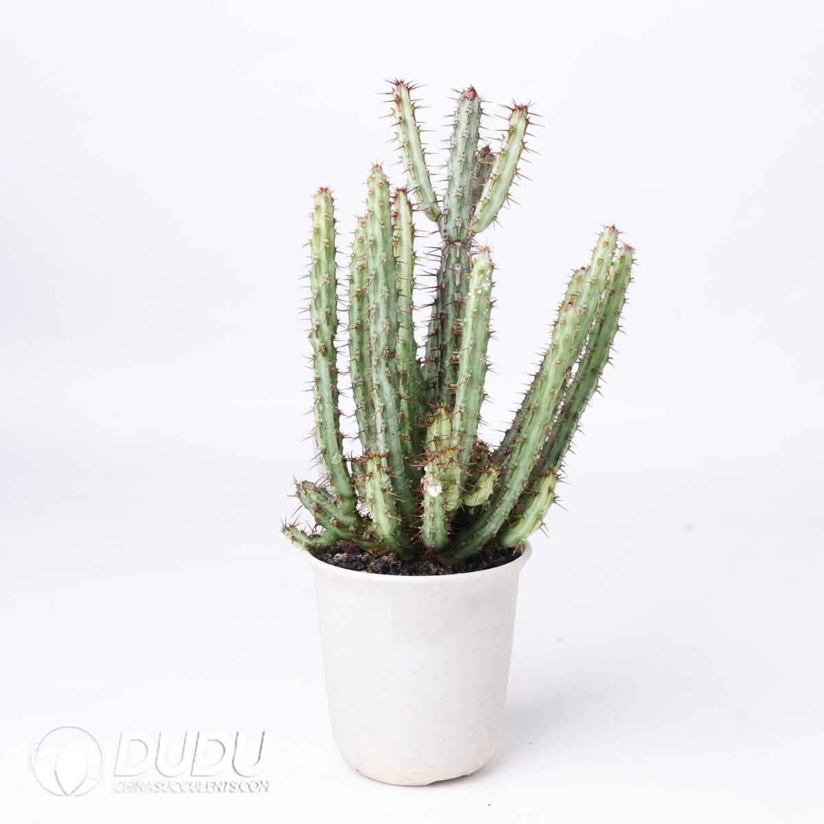 e201-304.jpg Euphorbia louwii - Image 1