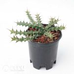 Euphorbia sp. nov. aff. uhligiana