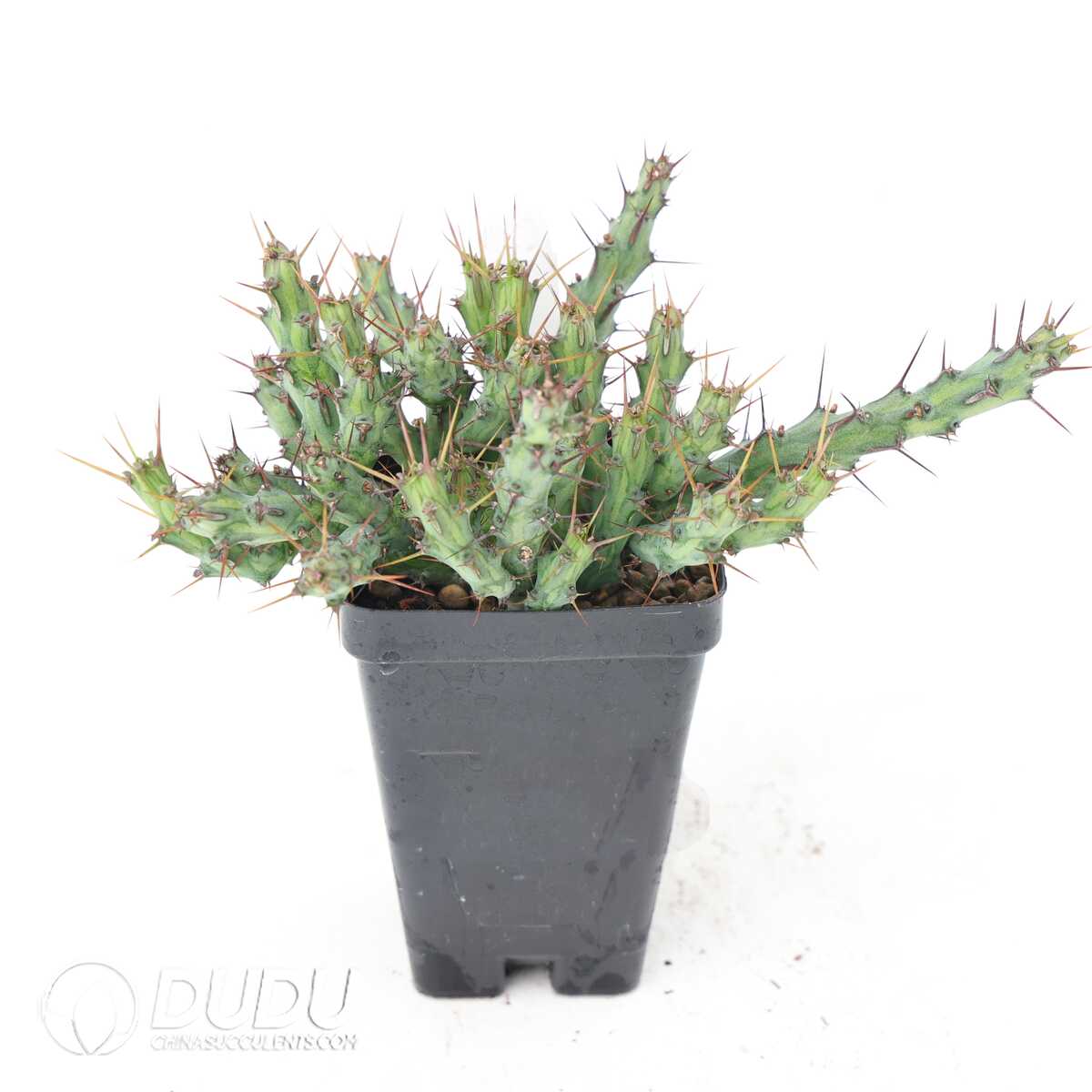 e201-306.jpg Euphorbia aff.actinoclada - Image 1