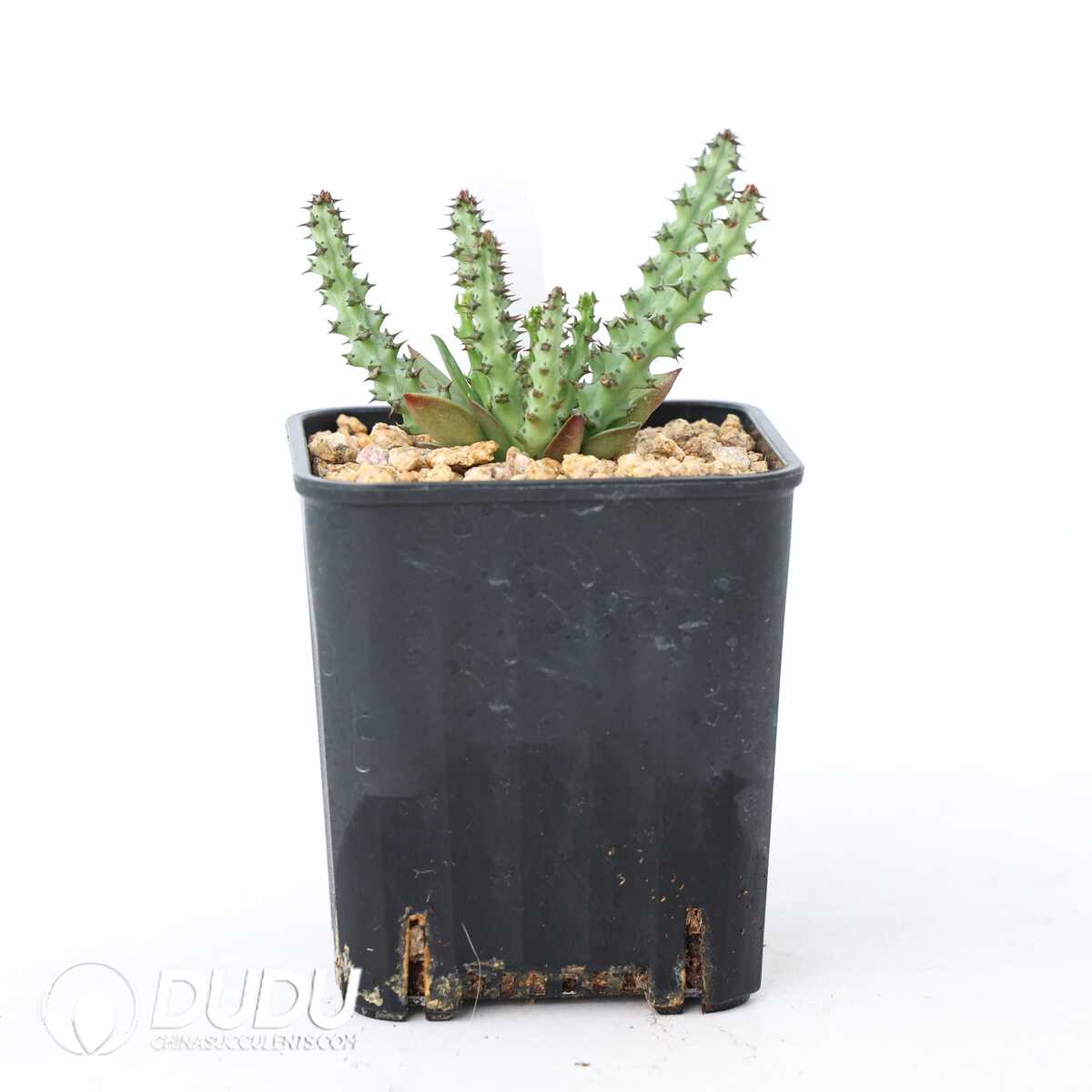 e201-308.jpg Euphorbia fanshawei - Image 1