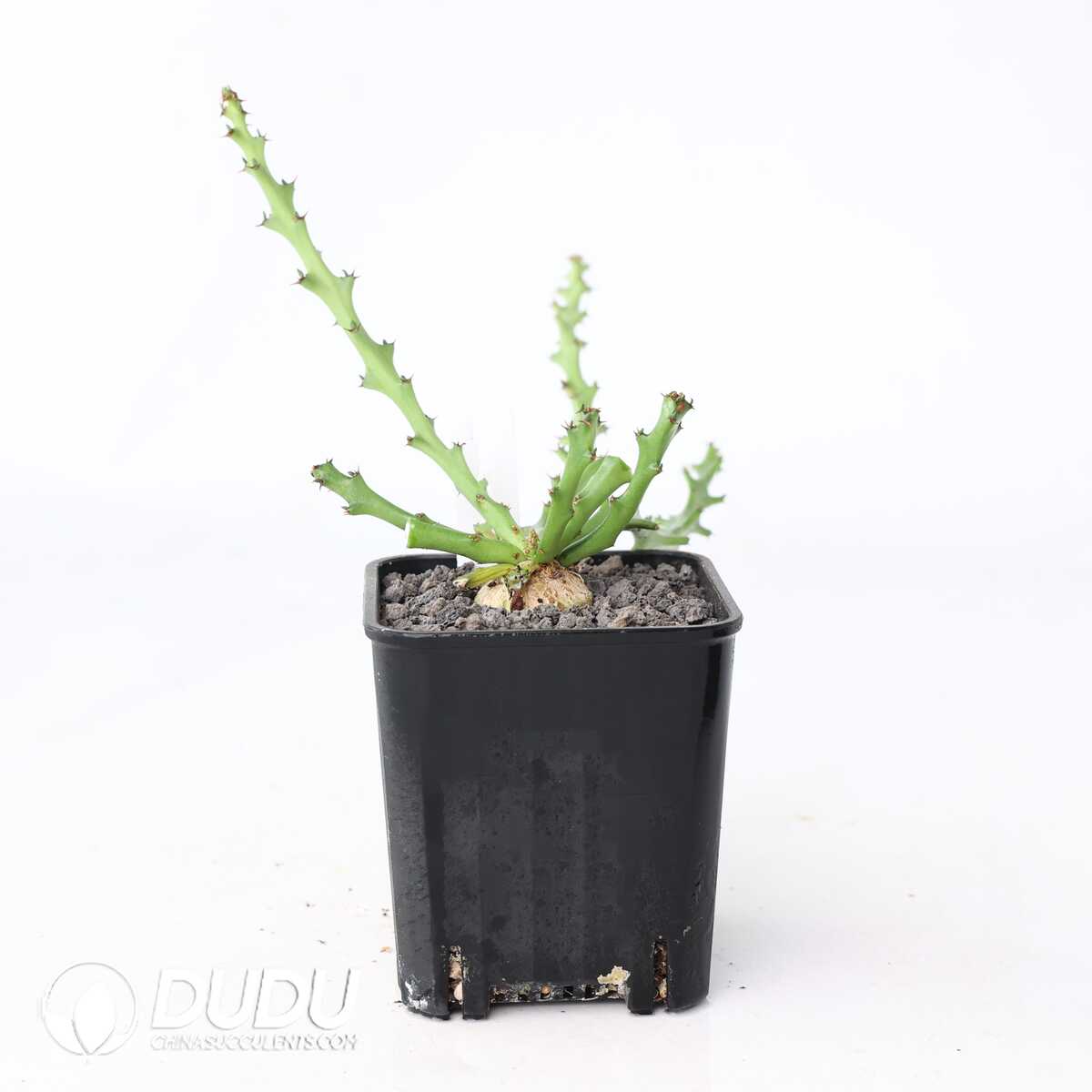 e201-309.jpg Euphorbia decidua - Image 1
