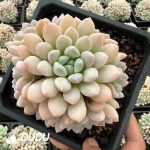 Graptopetalum Peach Face Clustering