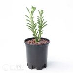 Euphorbia platyrrhiza