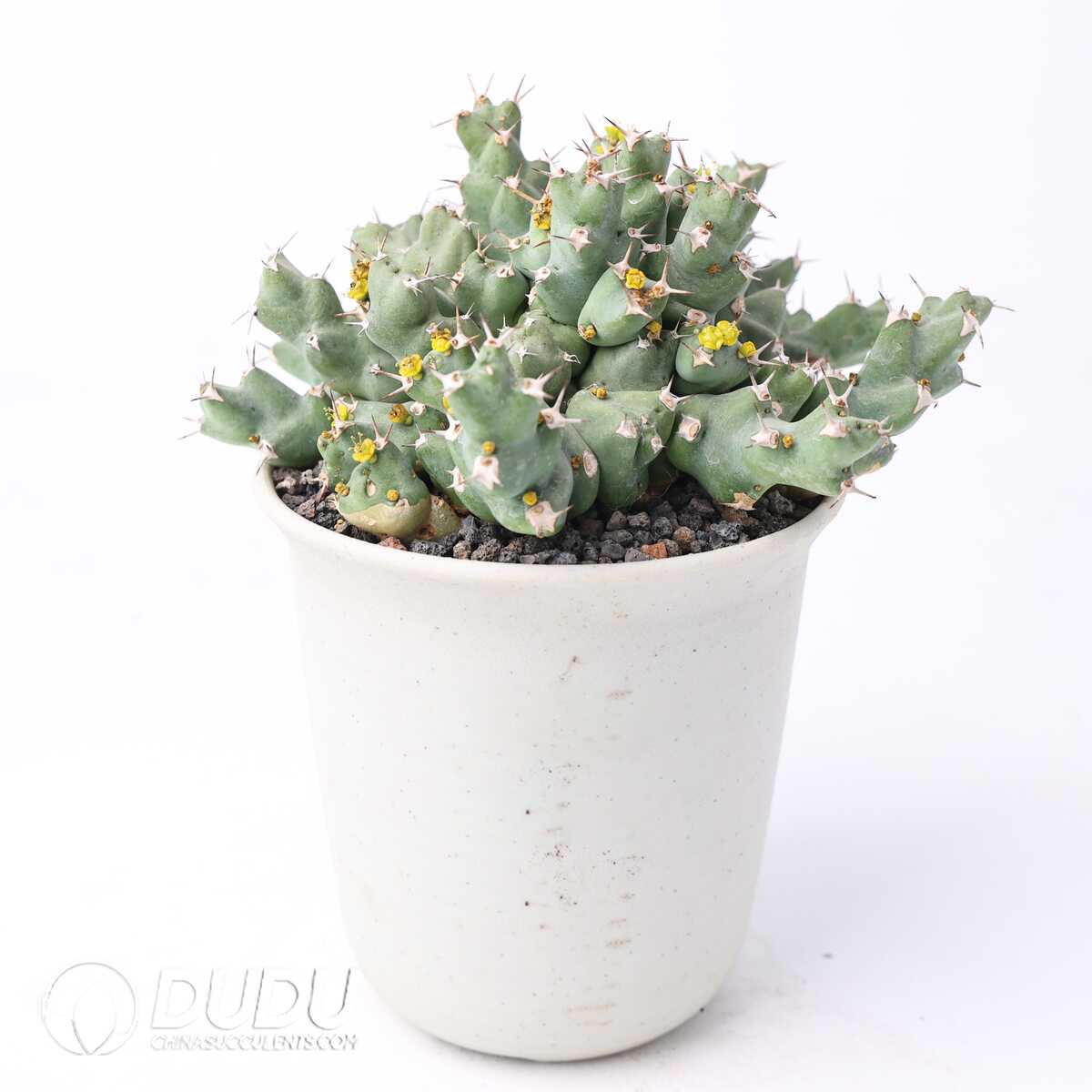 e201-311.jpg Euphorbia clivicola - Image 1