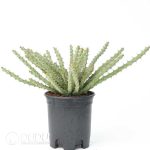Euphorbia petricola