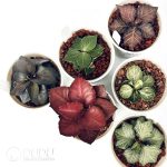 Euphorbia francoisii(Level A)