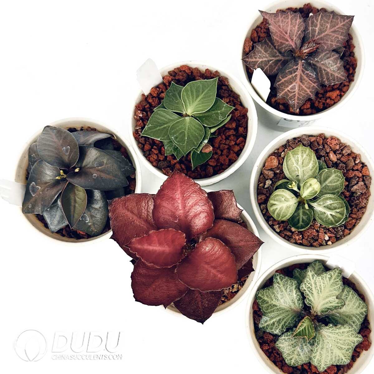 e201-313.jpg Euphorbia francoisii(Level A) - Image 1