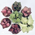 Euphorbia francoisii(Level B)