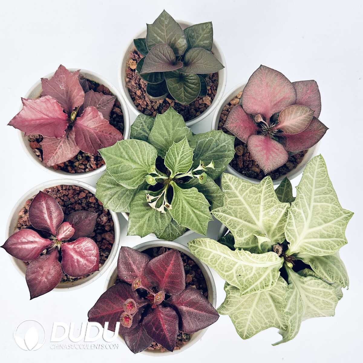 e201-314.jpg Euphorbia francoisii(Level B) - Image 1