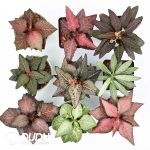 Euphorbia francoisii(Level C)