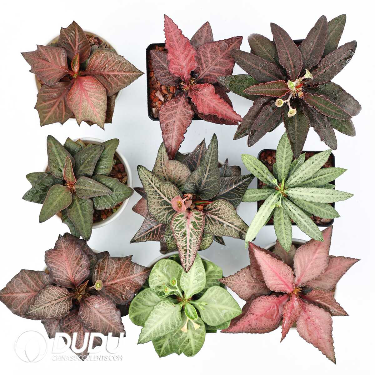 e201-315.jpg Euphorbia francoisii(Level C) - Image 1