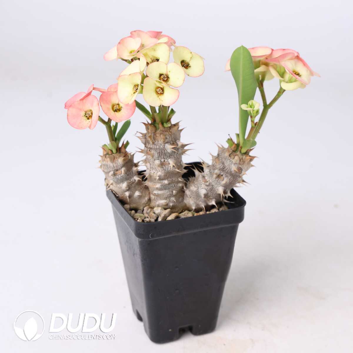e201-316.jpg Euphorbia parvimedusae hyb. - Image 1