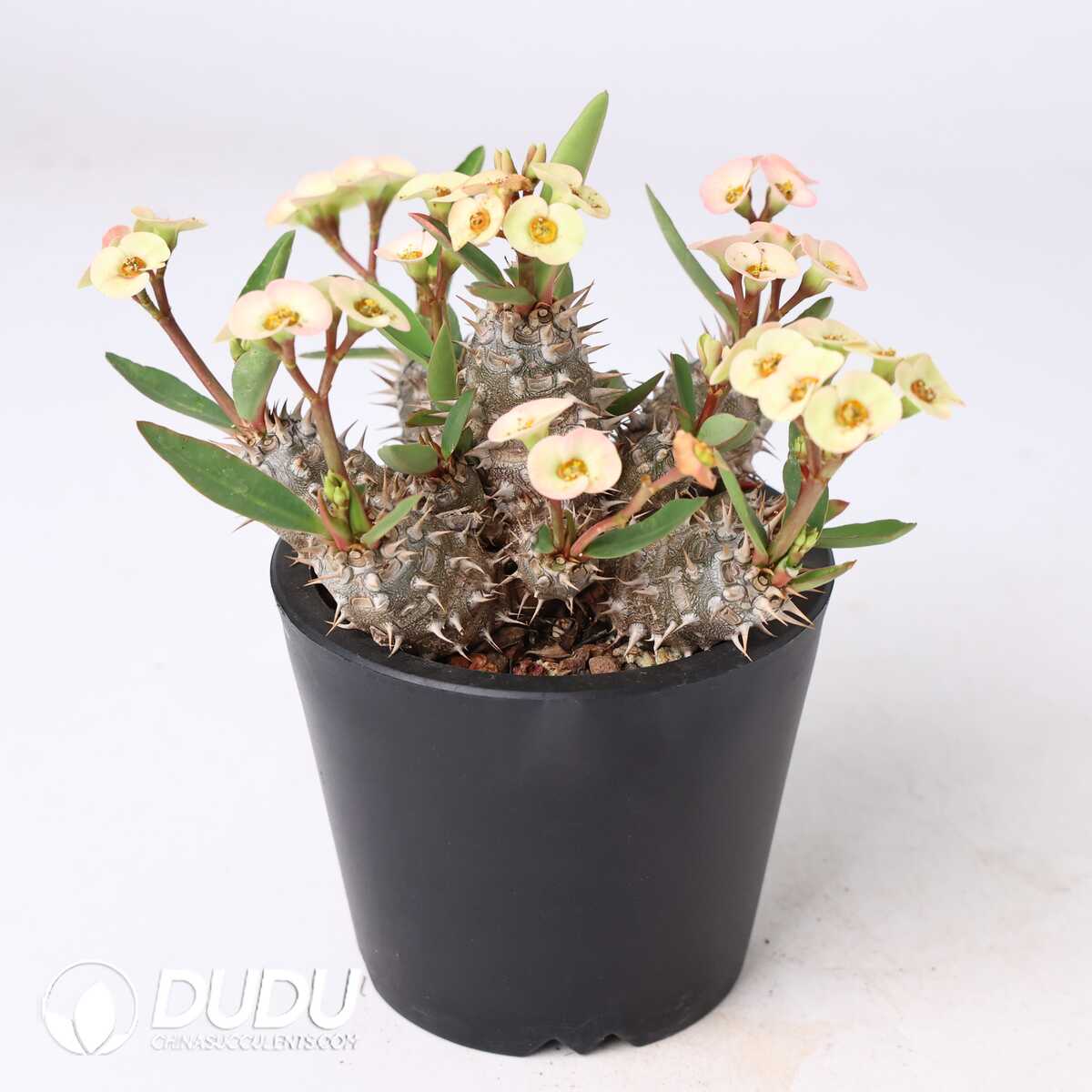 e201-317.jpg Euphorbia parvimedusae hyb. - Image 1