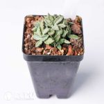 Euphorbia tulearensis