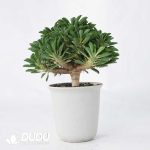 Euphorbia guillauminiana