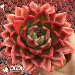 Echeveria Mexican Rose