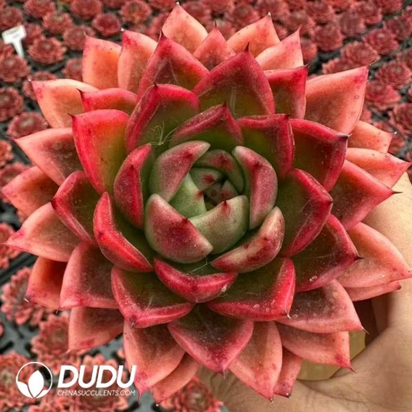 e201-32.jpg Echeveria Mexican Rose - Image 1