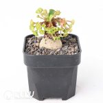 Euphorbia ramena