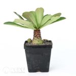 Euphorbia ramena