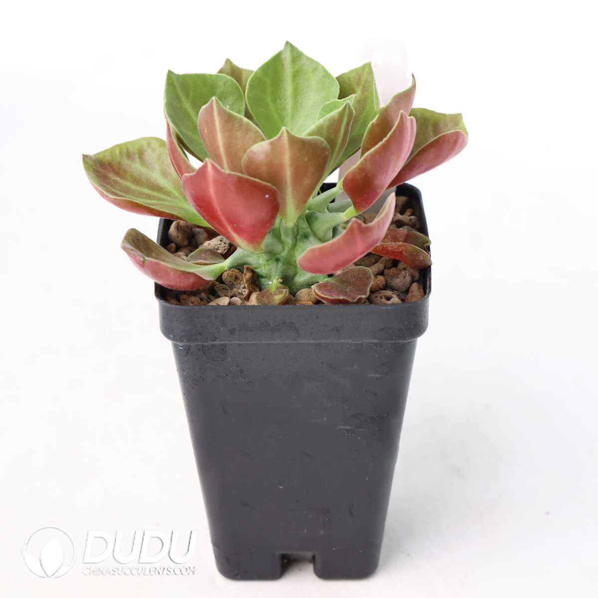 e201-322.jpg Euphorbia neoreflexa - Image 1