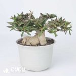 Euphorbia capsaintemariensis