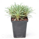 Euphorbia multifolia